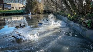 Duck Pond in Standalone Farm, Letchworth