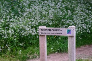 Sign says 'Norton Common, Local Nature Reserve'