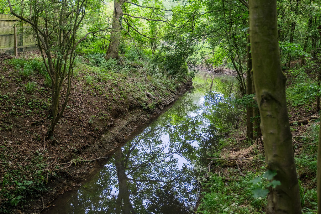 The river in a wooded area