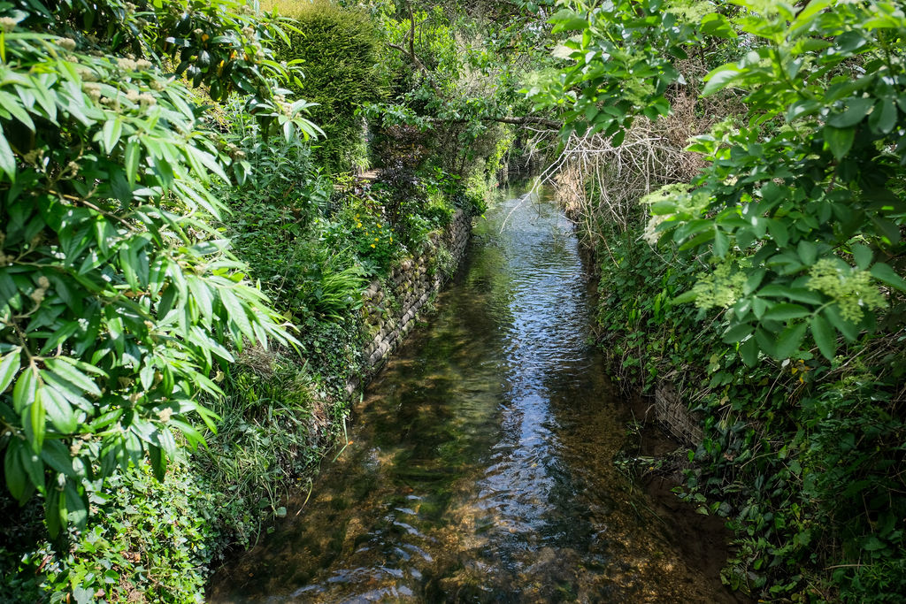 The river through verdant undergrowth